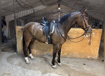 Spanish Sporthorse, Gelding, 8 years, 16,1 hh, Bay