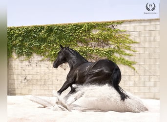 Spanisches Sportpferd, Wallach, 8 Jahre, 16,1 hh, Rappe