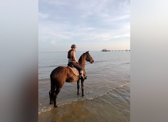 Spanish Sporthorse, Gelding, 8 years, 16.2 hh, Bay-Dark