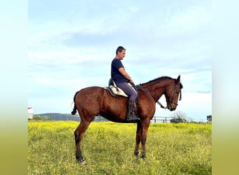 Spanish Sporthorse, Gelding, 8 years, 16.2 hh, Bay