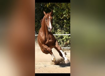 Spanish Sporthorse Mix, Gelding, 8 years, 16,2 hh, Chestnut