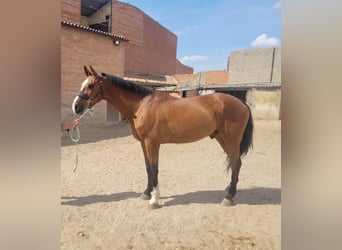 Spanish Sporthorse, Gelding, 8 years, 16.3 hh, Brown-Light