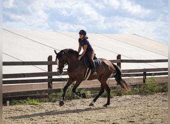 Spanish Sporthorse, Gelding, 8 years, 16 hh, Brown