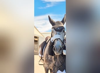 Spanish Sporthorse, Gelding, 8 years, 16,1 hh, Grey-Blue-Tan