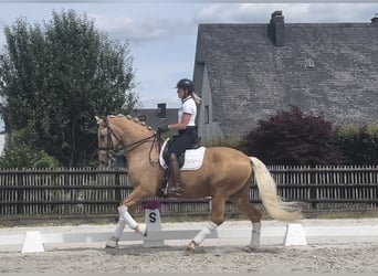 Spanish Sporthorse, Gelding, 8 years, 16,2 hh, Palomino