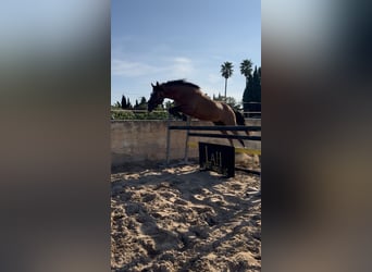 Spanish Sporthorse Mix, Gelding, 9 years, 16 hh, Brown-Light