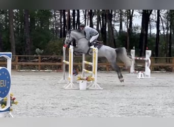 Spanish Sporthorse, Gelding, 9 years, 16 hh, Grey