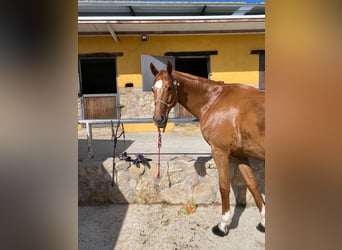 Spanish Sporthorse, Gelding, 9 years, 16,2 hh, Chestnut-Red