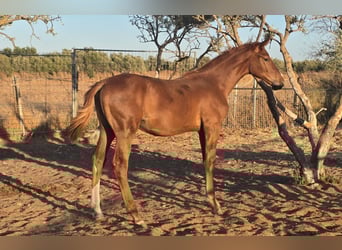 Spanish Sporthorse, Gelding, Foal (01/2025)