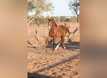 Spanish Sporthorse, Gelding, Foal (01/2025)