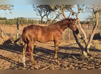 Spanish Sporthorse, Gelding, Foal (01/2025)