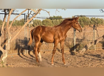 Spanish Sporthorse, Gelding, Foal (01/2025)
