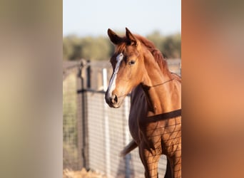 Spanish Sporthorse, Gelding, Foal (01/2025)