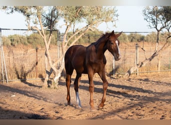 Spanish Sporthorse, Gelding, Foal (01/2025)