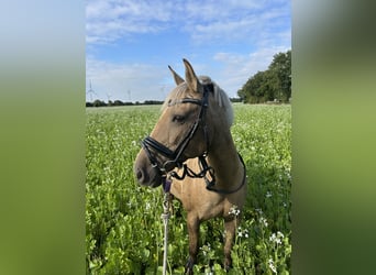 Spanish Sporthorse, Mare, 10 years, 13,3 hh, Palomino