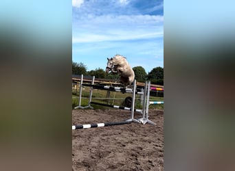 Spanish Sporthorse, Mare, 10 years, 14.2 hh, Cremello