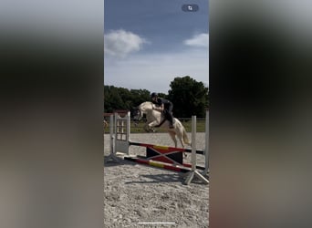 Spanish Sporthorse, Mare, 10 years, 14,2 hh, Cremello
