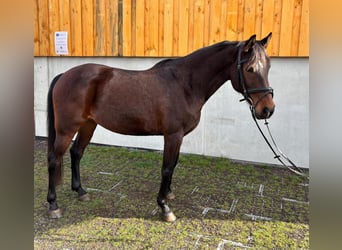 Spanish Sporthorse, Mare, 10 years, 15.2 hh, Brown