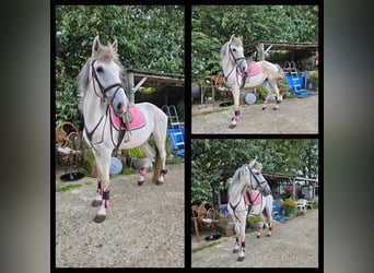 Spanish Sporthorse Mix, Mare, 10 years, 15.2 hh, Gray-Blue-Tan