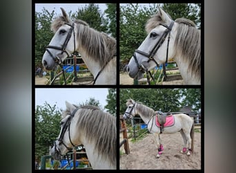 Spanish Sporthorse Mix, Mare, 10 years, 15.2 hh, Gray-Blue-Tan