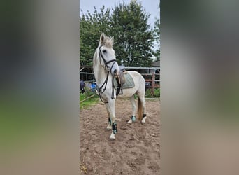 Spanish Sporthorse Mix, Mare, 10 years, 16 hh, Gray-Blue-Tan