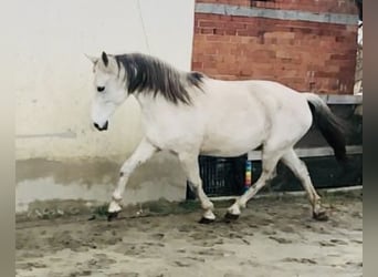 Spanish Sporthorse, Mare, 11 years, 15.1 hh, Gray