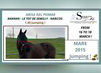 Spanish Sporthorse, Mare, 11 years, 16.1 hh