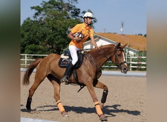 Spanish Sporthorse, Mare, 11 years, 16 hh, Chestnut-Red