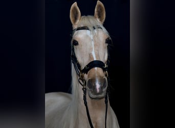 Spanish Sporthorse, Mare, 11 years, 16 hh, Palomino