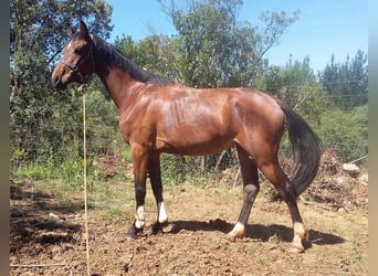 Spanish Sporthorse, Mare, 11 years, 16,1 hh, Brown-Light