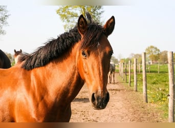 Spanish Sporthorse Mix, Mare, 12 years, 14.2 hh, Brown