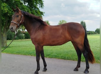 Spanish Sporthorse, Mare, 12 years, 15.1 hh, Brown