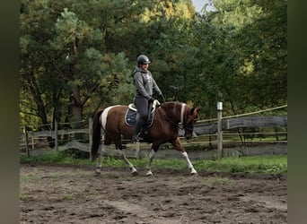 Spanish Sporthorse, Mare, 12 years, 15.2 hh, Chestnut-Red