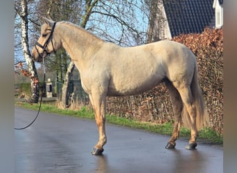 Spanish Sporthorse, Mare, 12 years, 16 hh, Palomino