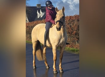 Spanish Sporthorse, Mare, 12 years, 16 hh, Palomino