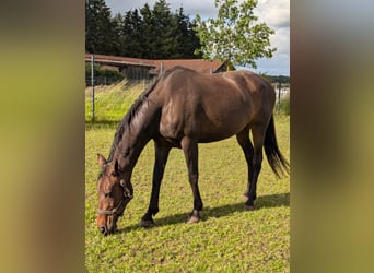 Spanish Sporthorse Mix, Mare, 13 years, 15.1 hh, Bay-Dark