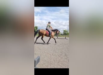 Spanish Sporthorse, Mare, 13 years, 15,2 hh, Chestnut