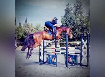 Spanish Sporthorse Mix, Mare, 13 years, Brown