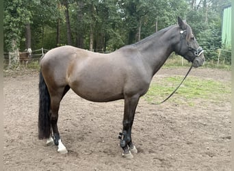 Spanish Sporthorse, Mare, 14 years, 14,3 hh, Bay-Dark