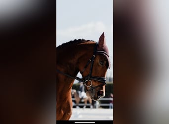 Spanish Sporthorse, Mare, 14 years, 15.2 hh, Brown