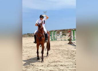 Spanish Sporthorse, Mare, 14 years, 16,1 hh, Brown