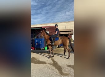 Spanish Sporthorse, Mare, 14 years, 16,1 hh, Brown