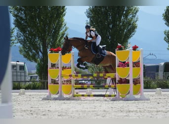 Spanish Sporthorse, Mare, 14 years, 17 hh, Brown