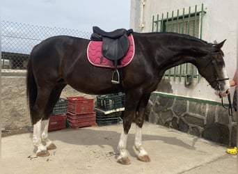 Spanish Sporthorse, Mare, 15 years, 16.1 hh, Chestnut