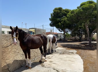 Spanish Sporthorse, Mare, 15 years, 16.1 hh, Chestnut
