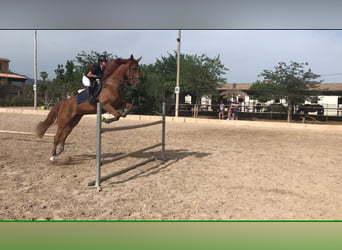 Spanish Sporthorse, Mare, 15 years, 16 hh, Chestnut-Red