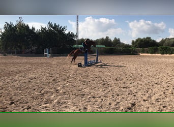 Spanish Sporthorse, Mare, 15 years, 16 hh, Chestnut-Red