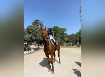 Spanish Sporthorse, Mare, 15 years, 16 hh, Chestnut-Red