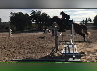 Spanish Sporthorse, Mare, 15 years, 16 hh, Chestnut-Red