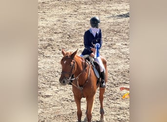 Spanish Sporthorse, Mare, 15 years, 16 hh, Chestnut-Red